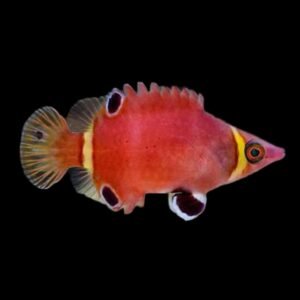 Wetmorella Nigropinnata (Red Arrowhead Wrasse)