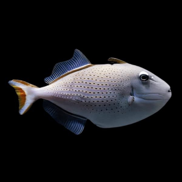 Sargassum Triggerfish Male (Xanthichthys Ringens Male)