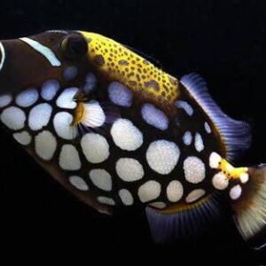Clown Triggerfish (Balistoides Conspicillum)