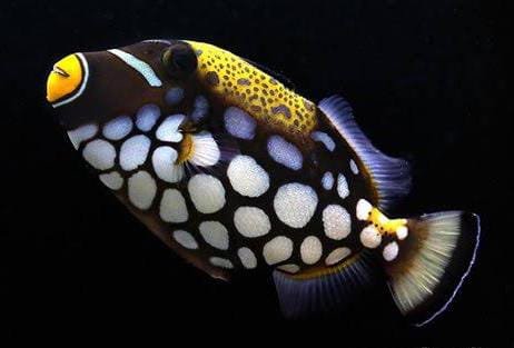 Clown Triggerfish (Balistoides Conspicillum)