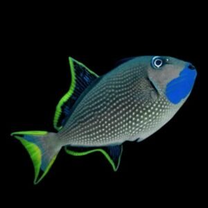 Blue Throat Triggerfish (Xanthichthys Auromarginatus)