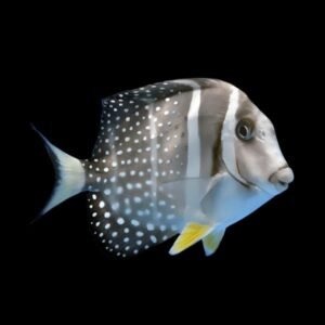 Guttatus Tang (Acanthurus Guttatus)