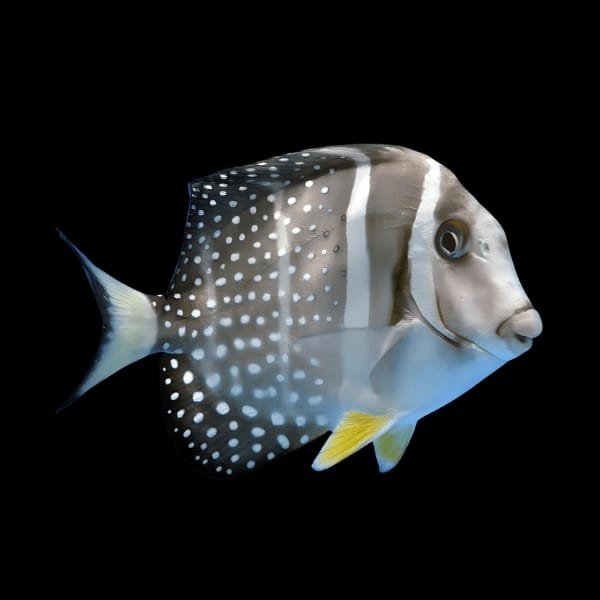 Guttatus Tang (Acanthurus Guttatus)