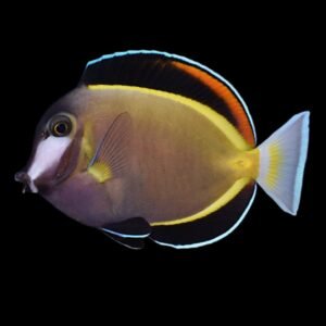 Powder Brown Tang (Acanthurus Japonicus)