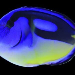 Yellow Belly Blue Tangs (Acanthurus Hepatus)