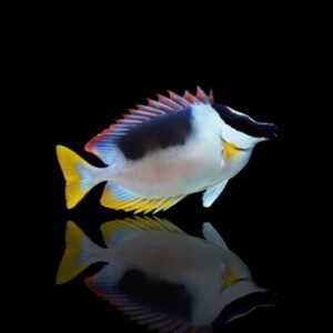 Magnificent Foxface (Lo Magnifica)