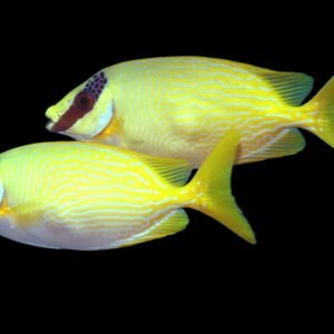 Yellow Spinefoot (Siganus Puellus)