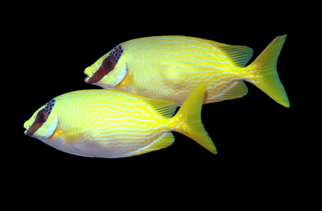 Yellow Spinefoot (Siganus Puellus)
