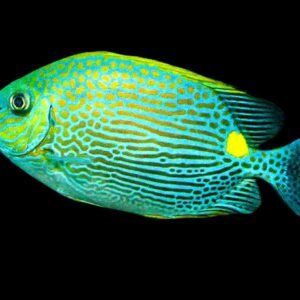Golden Line Spinefoot (Siganus Puellus)