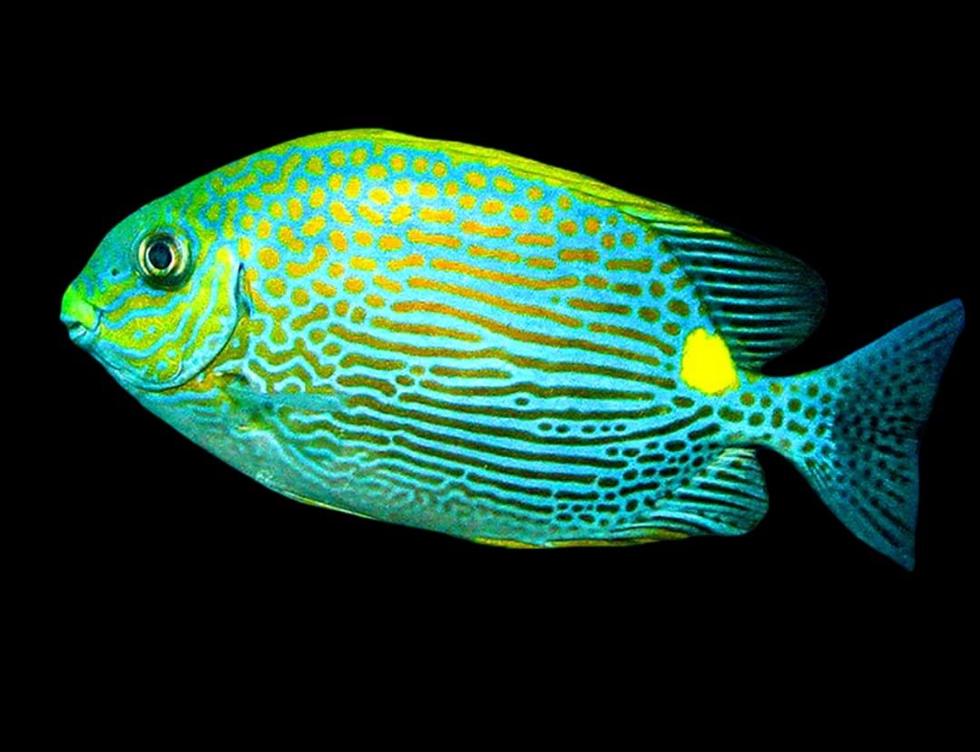 Golden Line Spinefoot (Siganus Puellus)