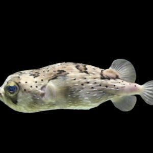 Spiny Porcupinefish (Diodon Holacanthus)