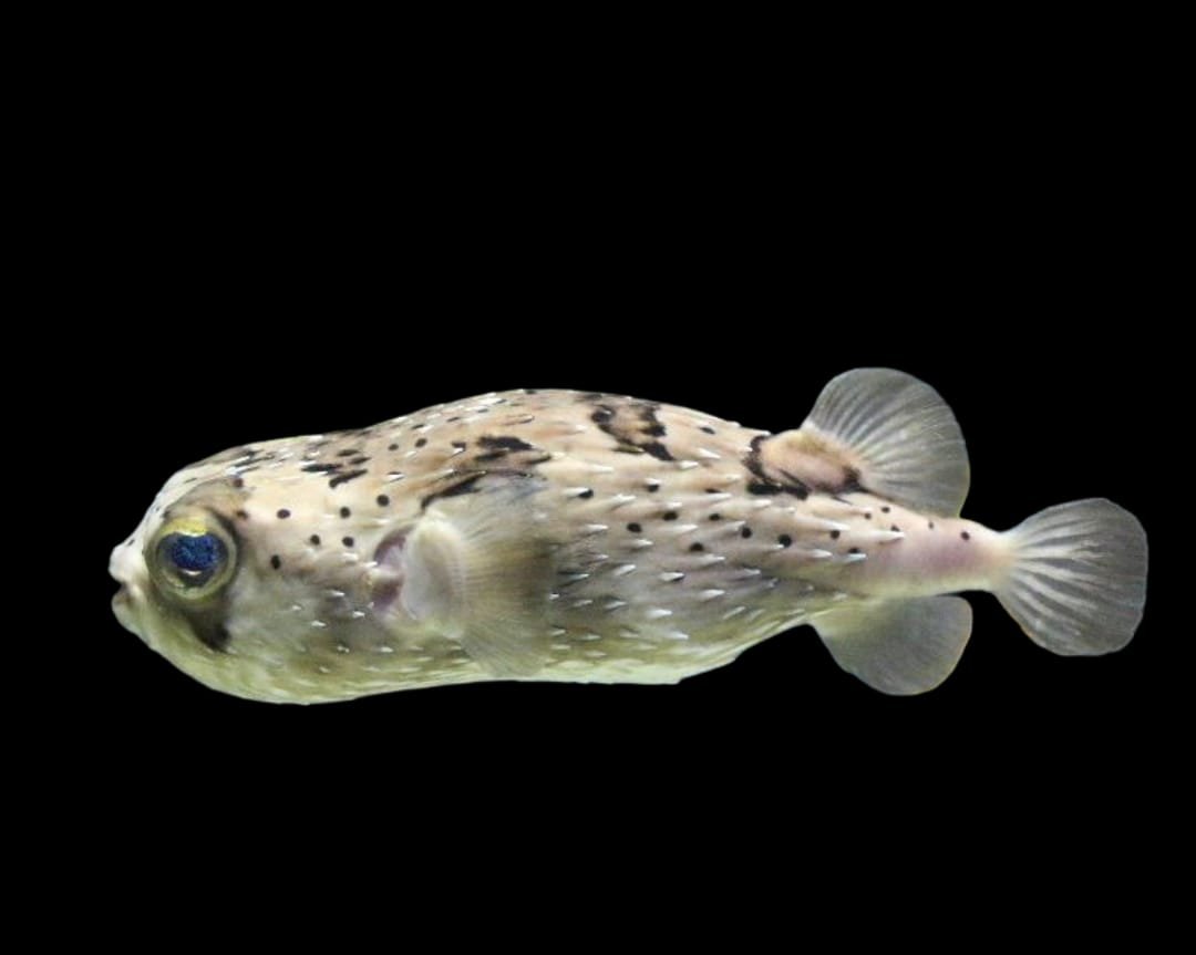 Spiny Porcupinefish (Diodon Holacanthus)