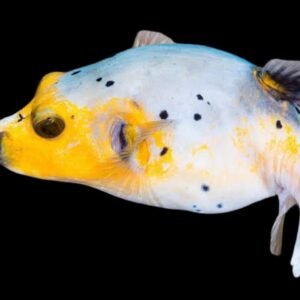 Black Spot Puffer (Half Yellow (Arothron Nigropunctatus)