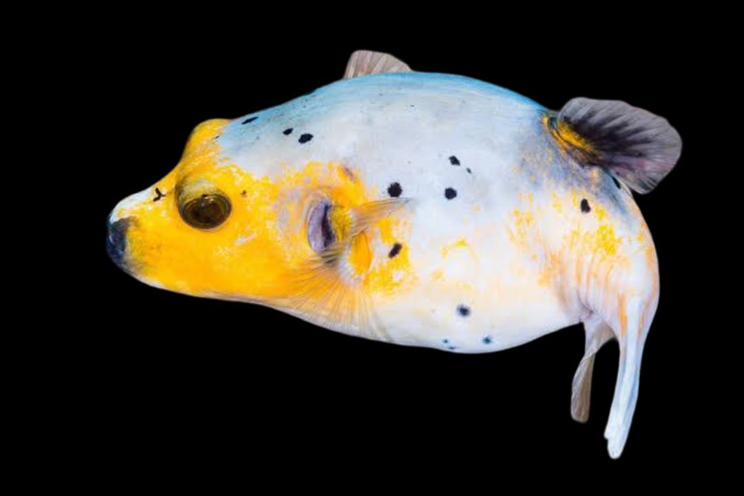Black Spot Puffer (Half Yellow (Arothron Nigropunctatus)