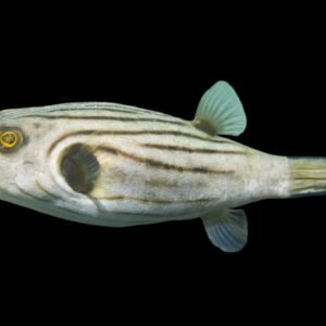 Striped Puffer (Arothron Manilensis)