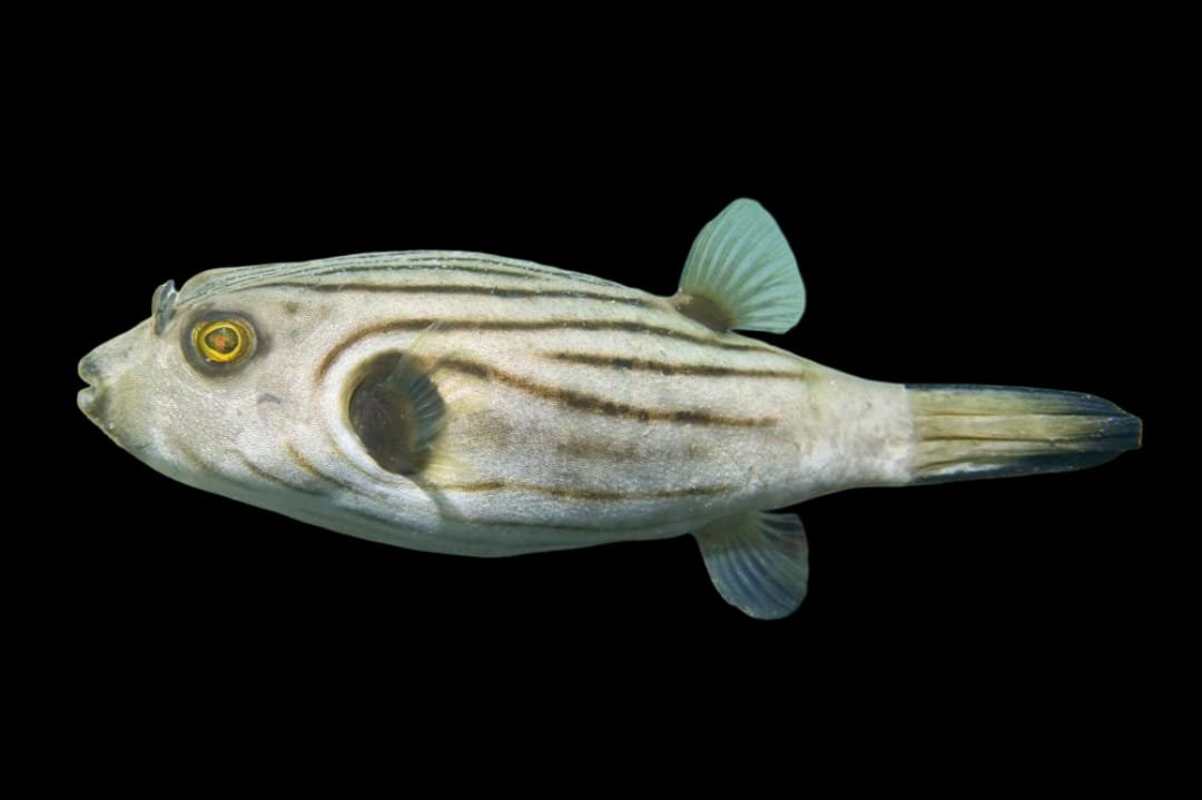 Striped Puffer (Arothron Manilensis)