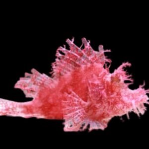 Hairy Rhinopias Scorpionfish (Rhinopias frondosa) Weedy
