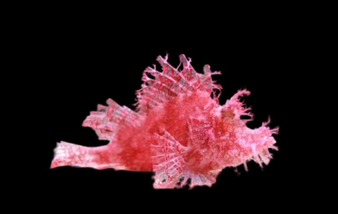 Hairy Rhinopias Scorpionfish (Rhinopias frondosa) Weedy