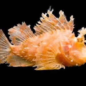 Hairy Rhinopias Scorpionfish (Rhinopias Frondosa)