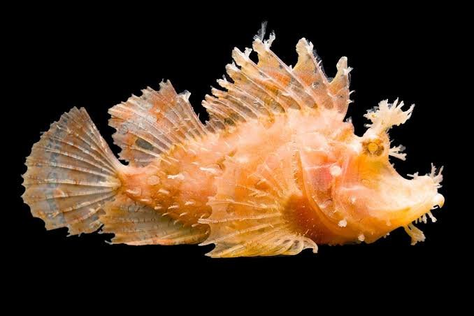 Hairy Rhinopias Scorpionfish (Rhinopias Frondosa)