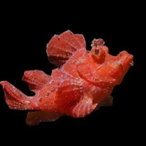Rhinopias Scorpionfish (Rhinopias Eschmeyeri)