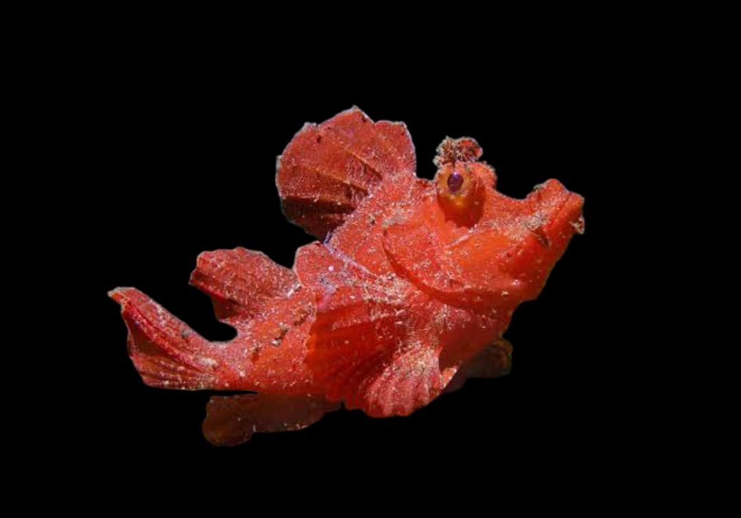 Rhinopias Scorpionfish (Rhinopias Eschmeyeri)