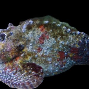 Reef Stonefish (Synanceia Verrucosa)