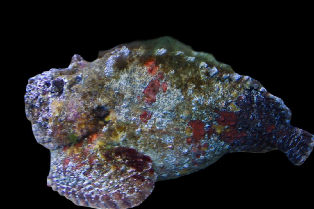 Reef Stonefish (Synanceia Verrucosa)