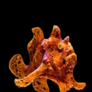 Warty Orange Frogfish (Colors)