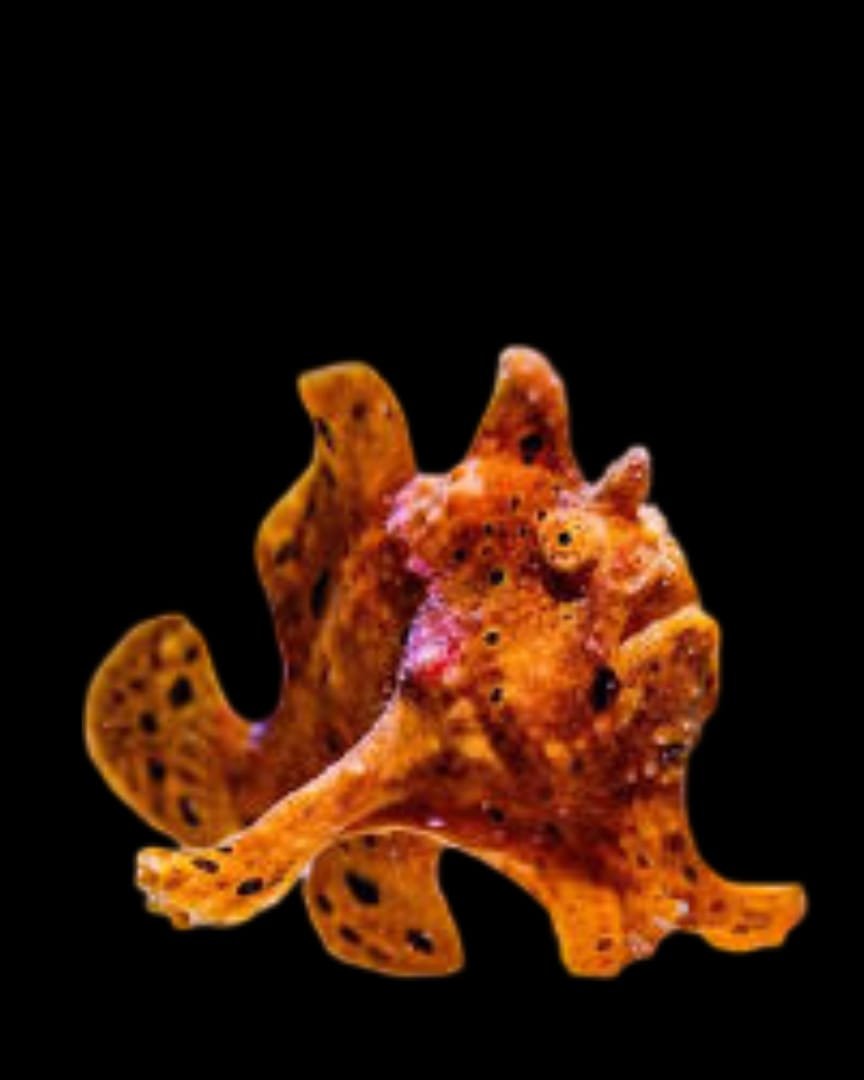 Warty Orange Frogfish (Colors)