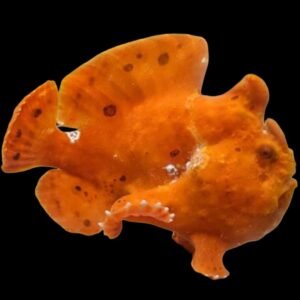 Frogfish (Orange)