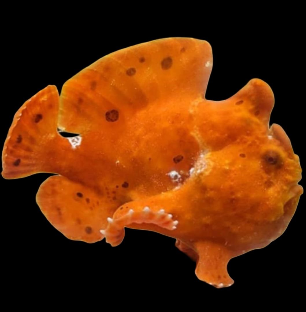 Frogfish (Orange)