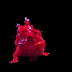 Red Frogfish