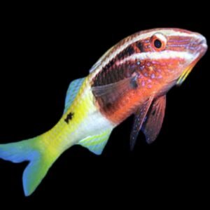 Bicolor Goatfish (Parupeneus Barberinoides)