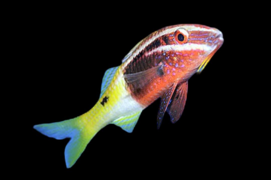 Bicolor Goatfish (Parupeneus Barberinoides)
