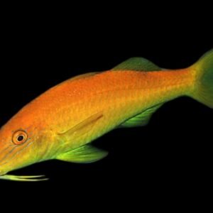 Yellow Saddle Goatfish (Parupeneus Cyclostomus)