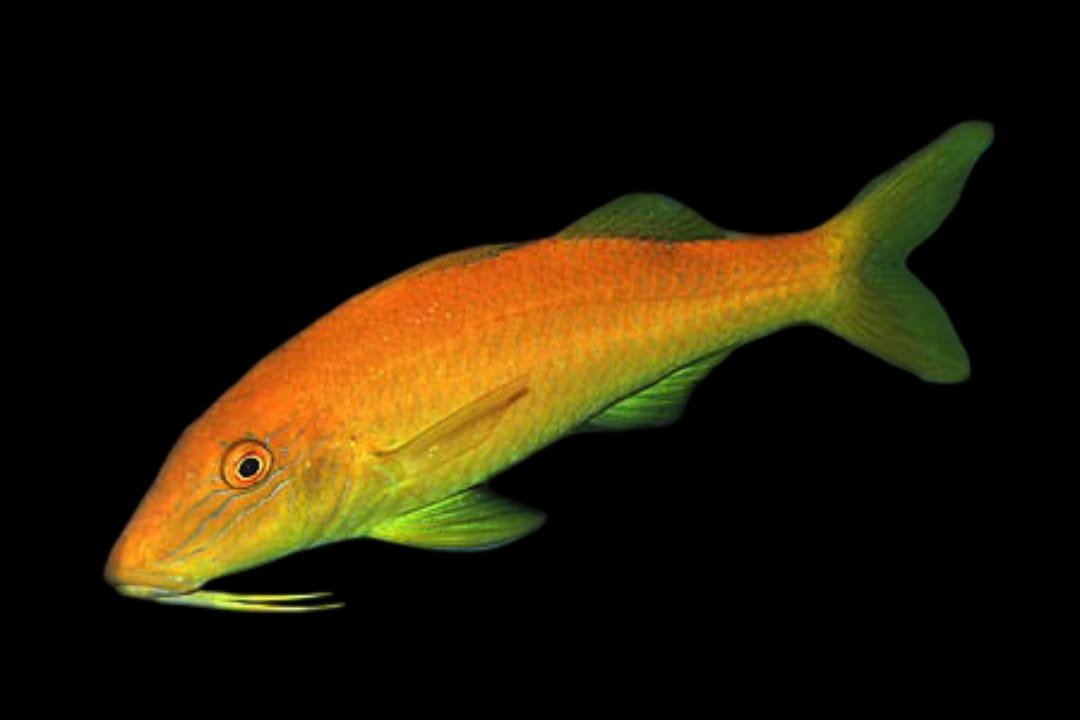 Yellow Saddle Goatfish (Parupeneus Cyclostomus)