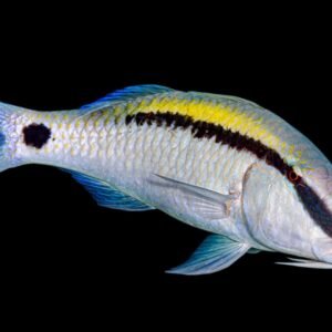 Dash Dot Goatfish (Parupeneus Barberinus)