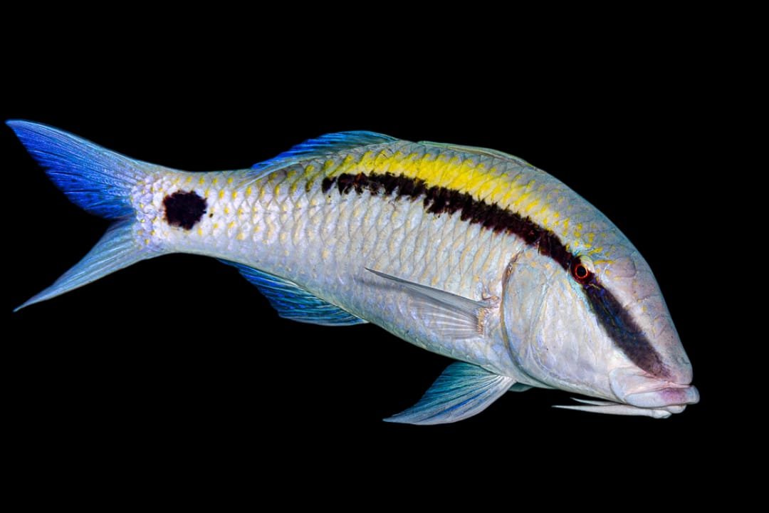 Dash Dot Goatfish (Parupeneus Barberinus)