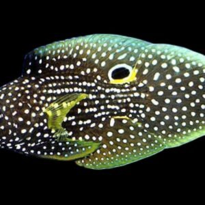Comet (Calloplesiops Altivelis)