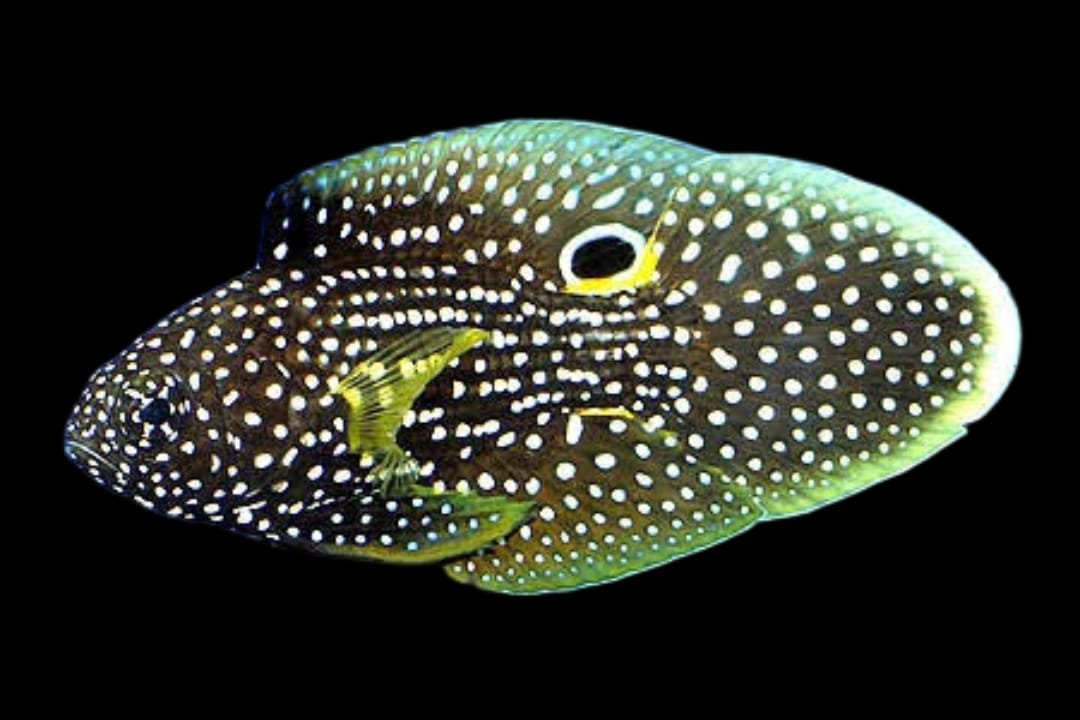 Comet (Calloplesiops Altivelis)