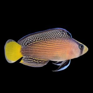 Splendid Dottyback (Pseudochromis Splendens)