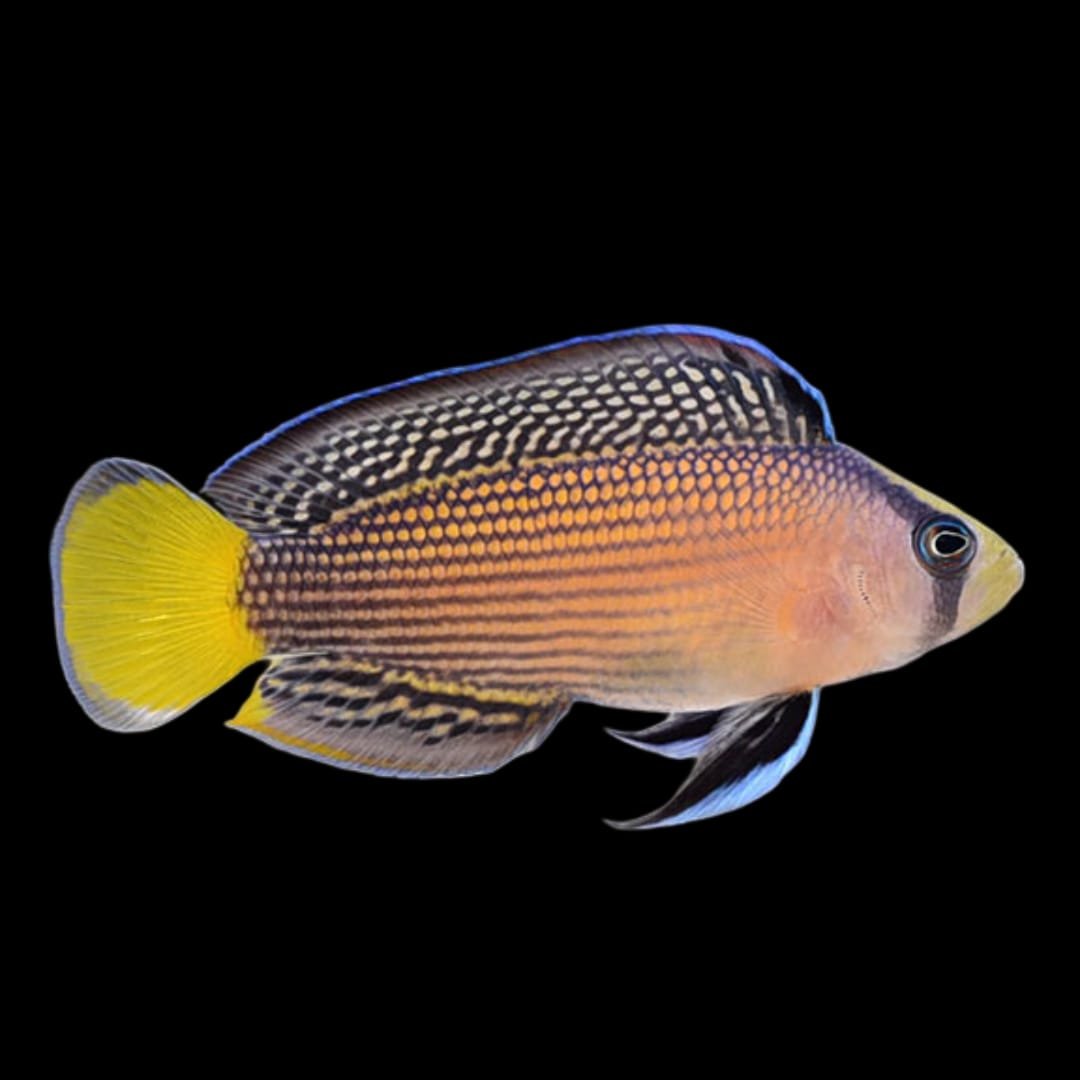Splendid Dottyback (Pseudochromis Splendens)