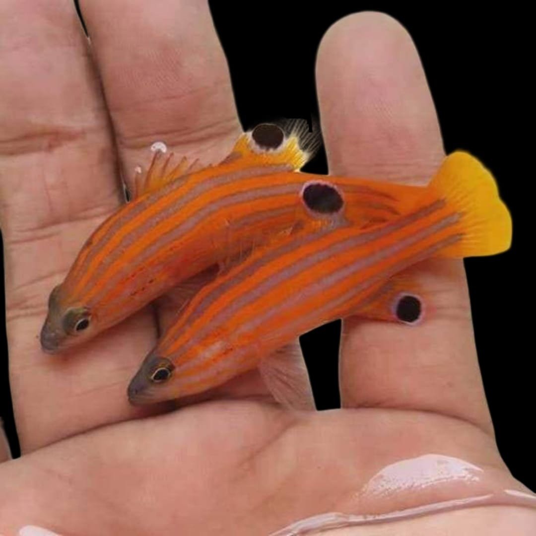 Swiss Guard Basslet (Liopropoma Swalesi)