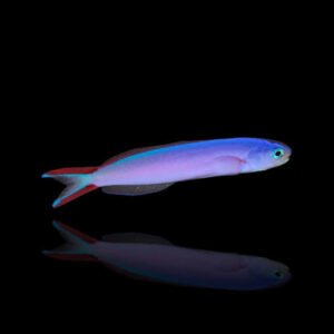 Purple Tilefish (Hoplolatilus Purpureus)