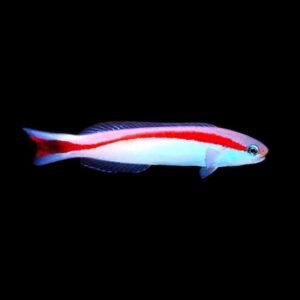 Redstripe Tilefish (Hoplolatilus Marco si)