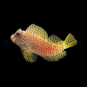 Leopard Rockskipper (Exallias Brevis)
