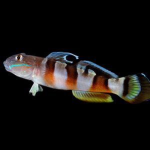 Ward's Sleeper Goby (Valenciennea Wardii)
