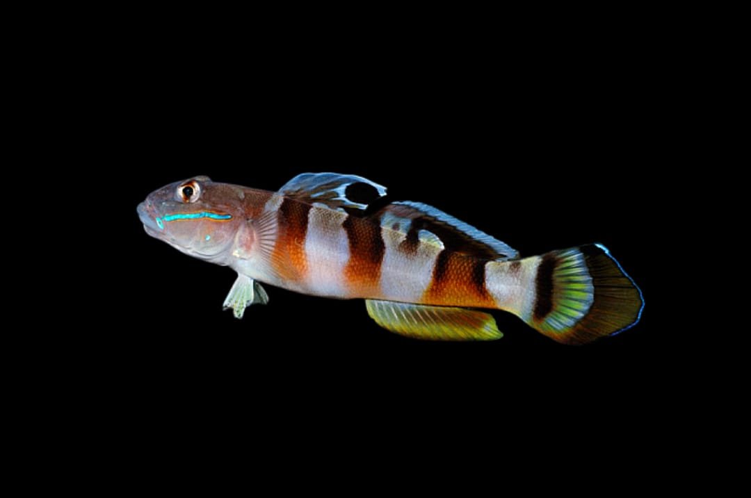 Ward's Sleeper Goby (Valenciennea Wardii)