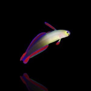 Decorated Firefish (Nemateleotris Decora)